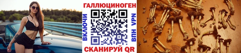 Купить  Выборг  Псилоцибиновые грибы GOLDEN TEACHER 